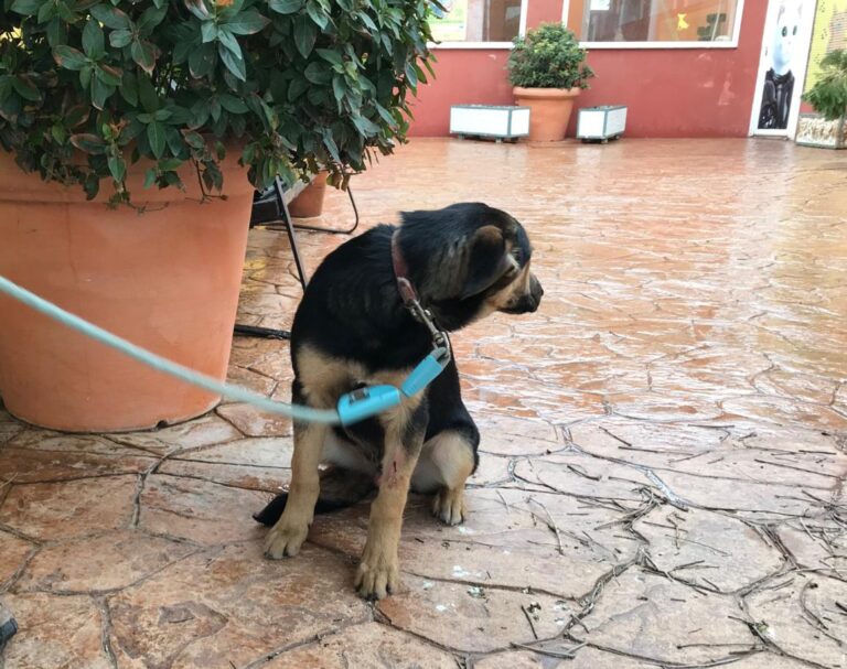 multimedia-foto46833-76-1