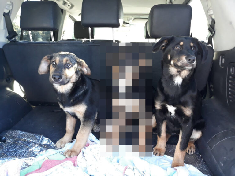 multimedia-foto46852-293-1