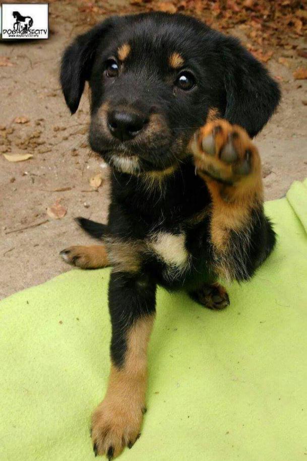 multimedia-foto46855-321-1