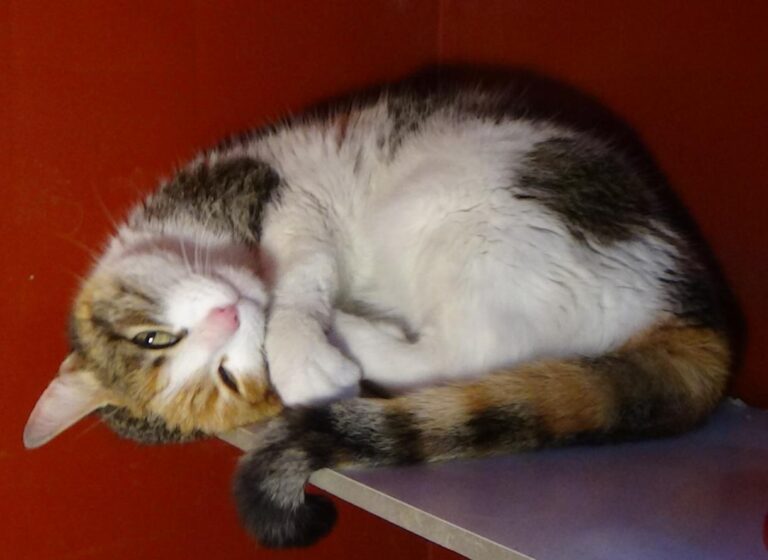 multimedia-foto46875-165-1