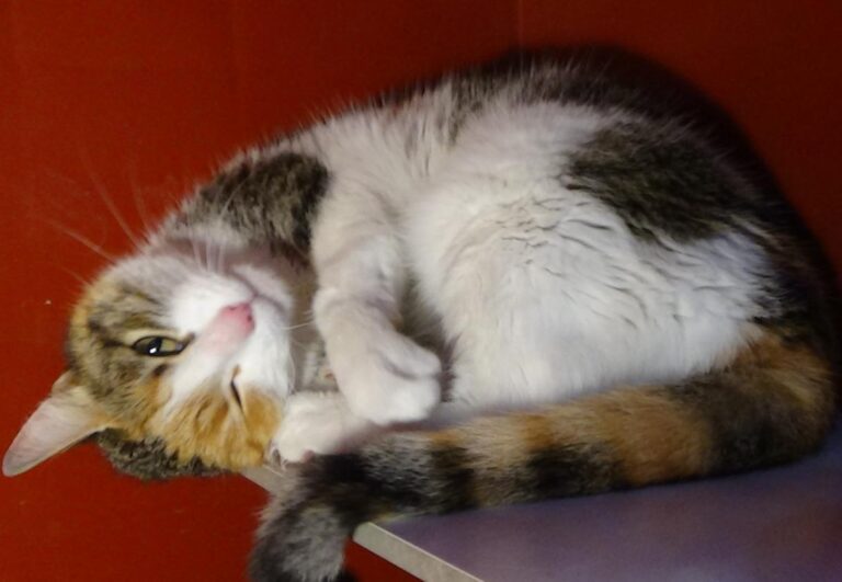 multimedia-foto46876-166-1