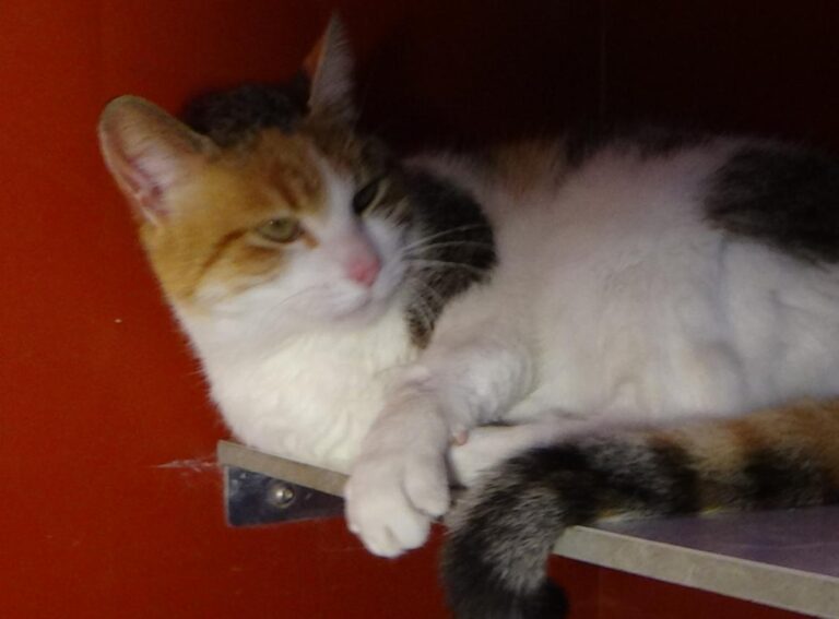 multimedia-foto46877-166-1