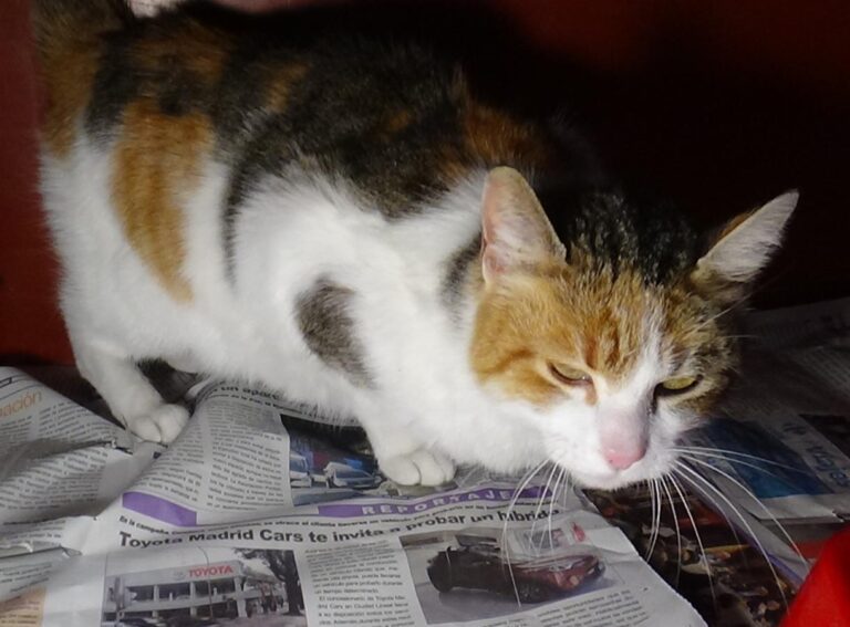 multimedia-foto46878-167-1