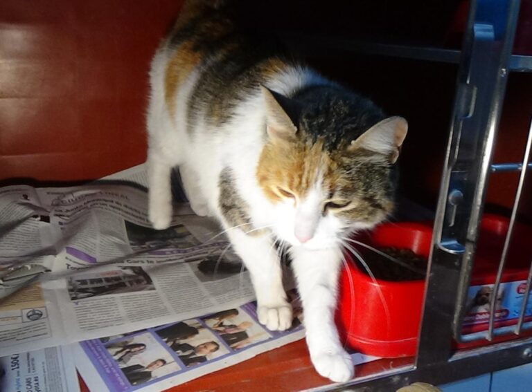 multimedia-foto46879-168-1