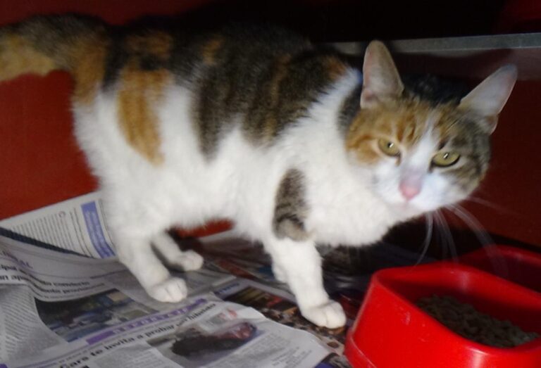 multimedia-foto46882-232-1