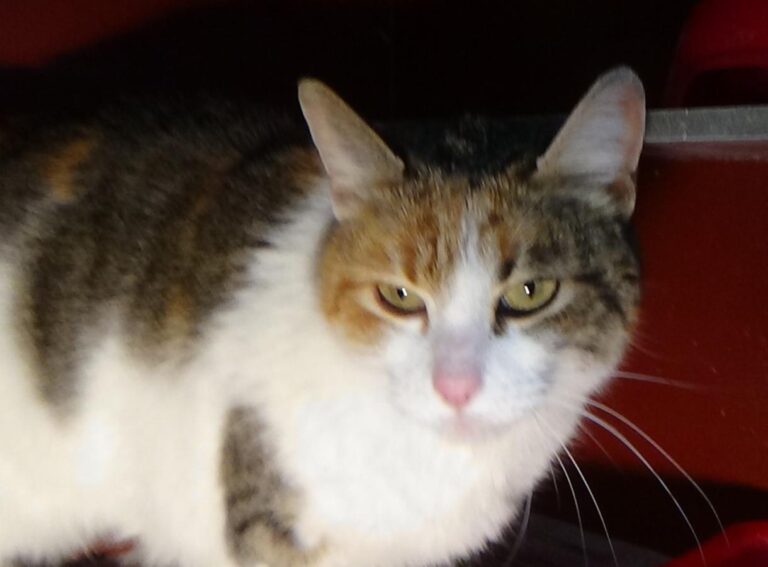 multimedia-foto46883-232-1