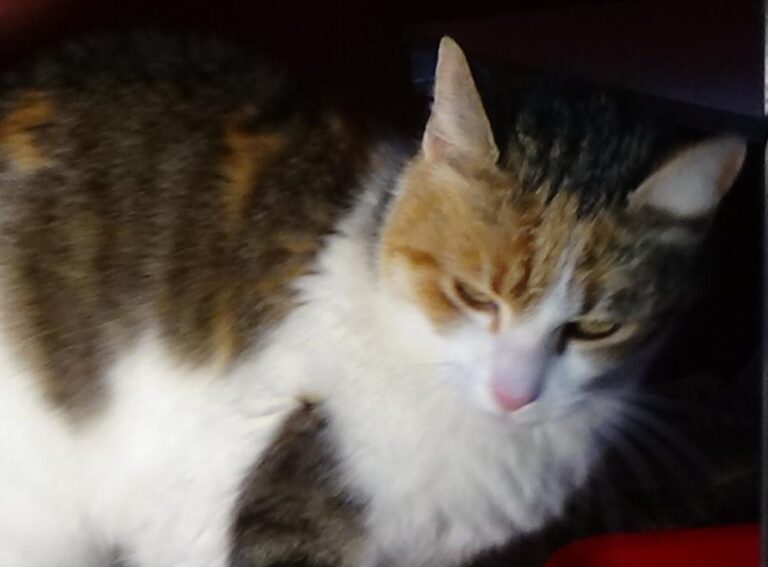 multimedia-foto46885-234-1