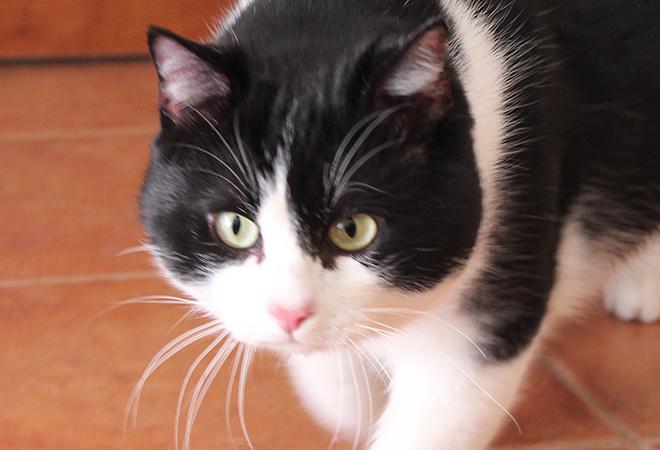 multimedia-foto46922-959-1