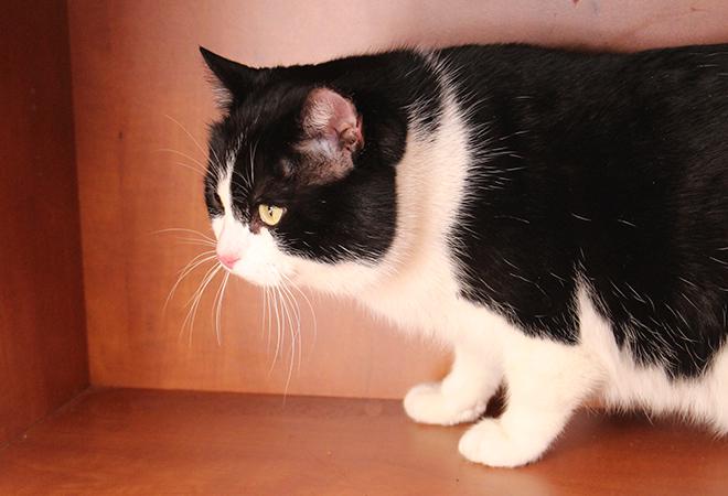 multimedia-foto46926-9-1