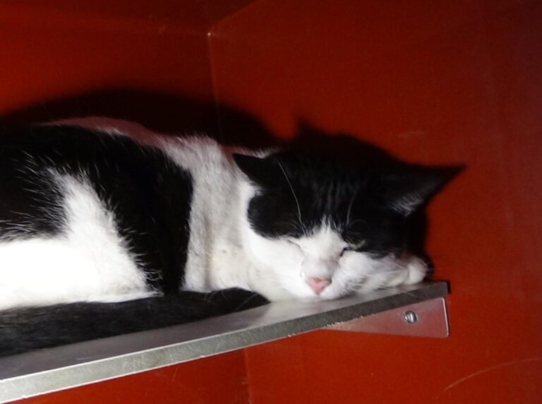 multimedia-foto46940-361-1