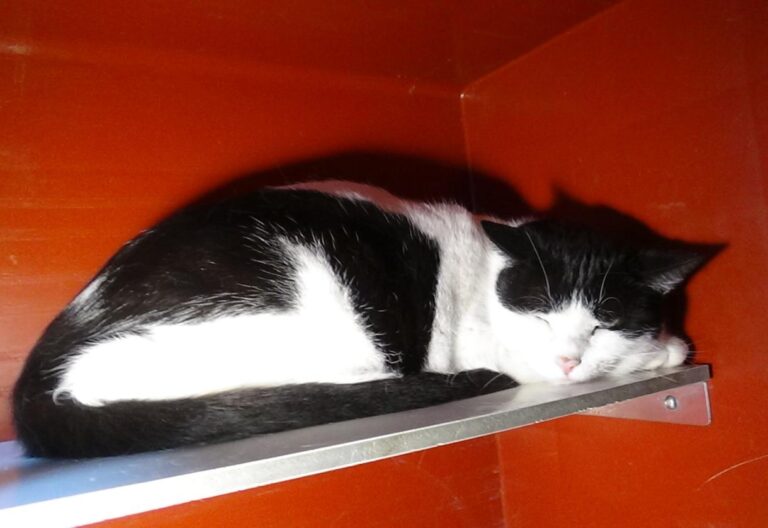 multimedia-foto46941-362-1