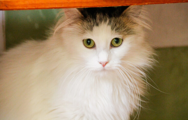 multimedia-foto46944-233-3