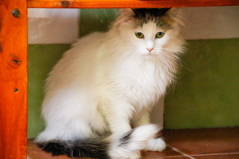 multimedia-foto46945-234-3