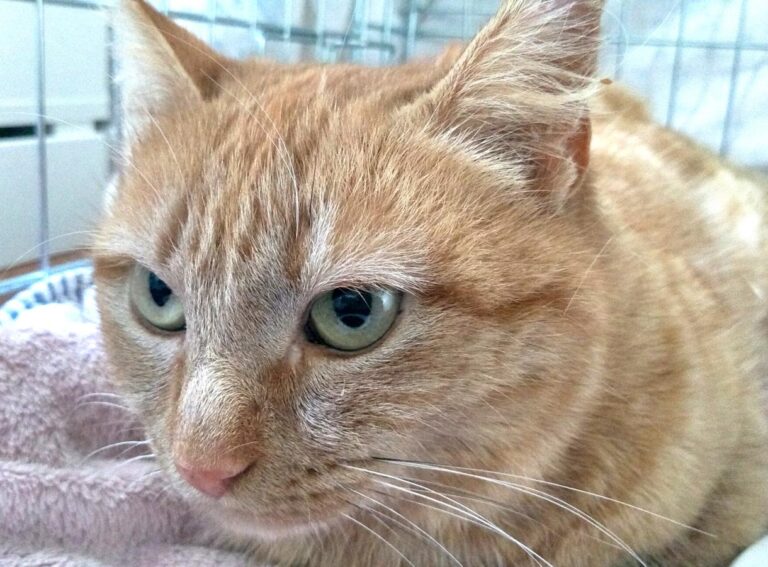 multimedia-foto46956-551-1