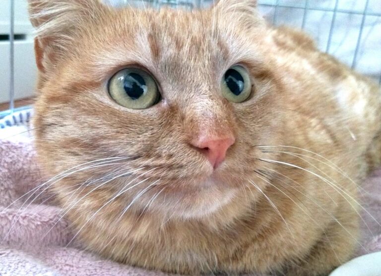 multimedia-foto46958-552-1