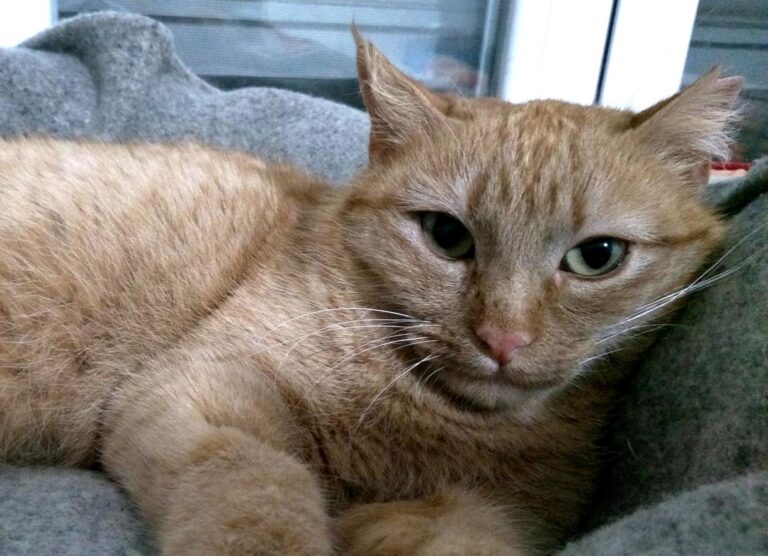 multimedia-foto46959-553-1