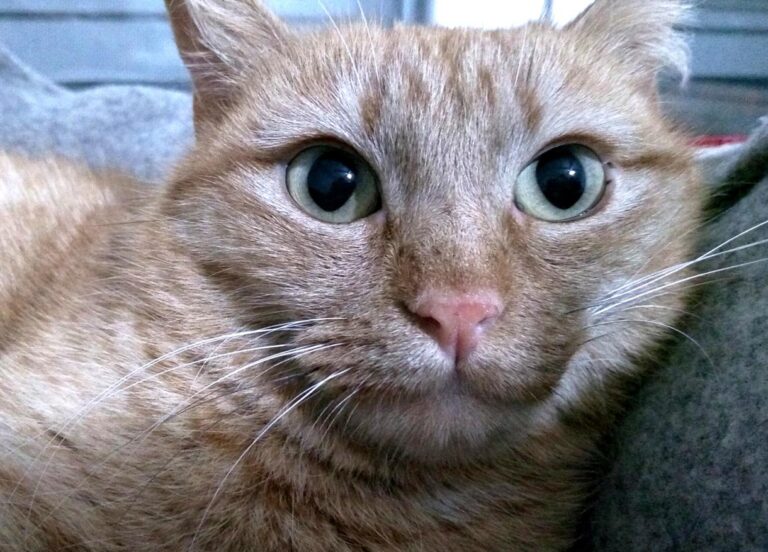 multimedia-foto46960-554-1