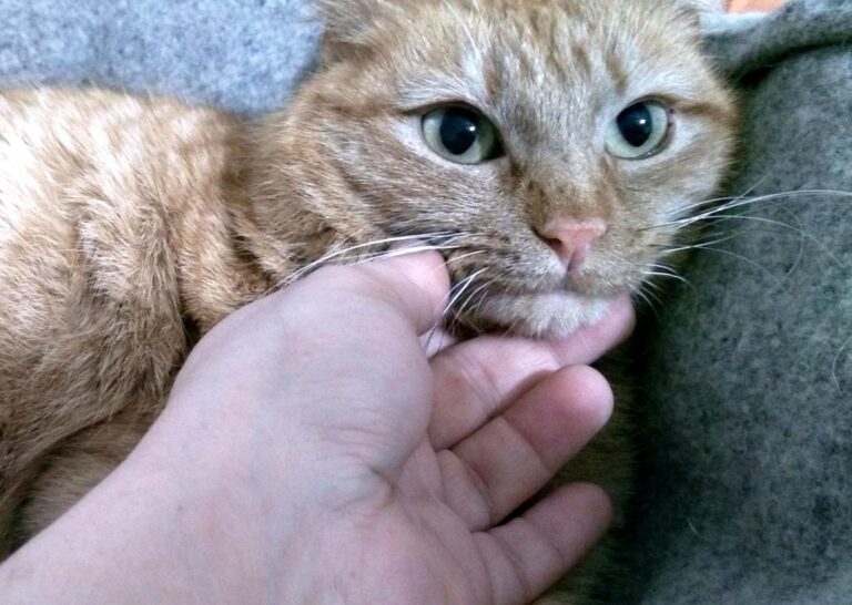 multimedia-foto46962-609-1