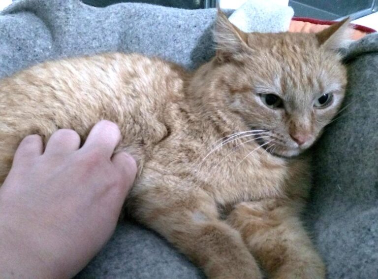 multimedia-foto46963-610-1