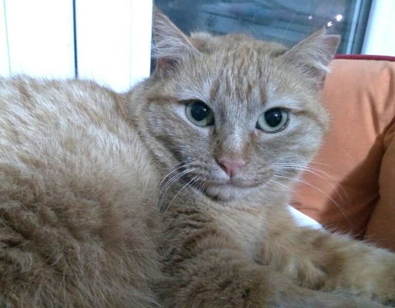 multimedia-foto46965-611-1