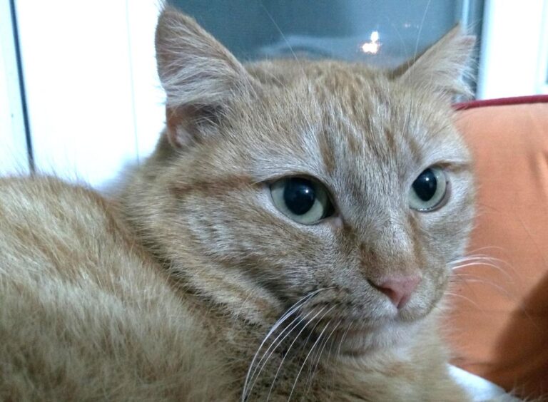 multimedia-foto46966-612-1