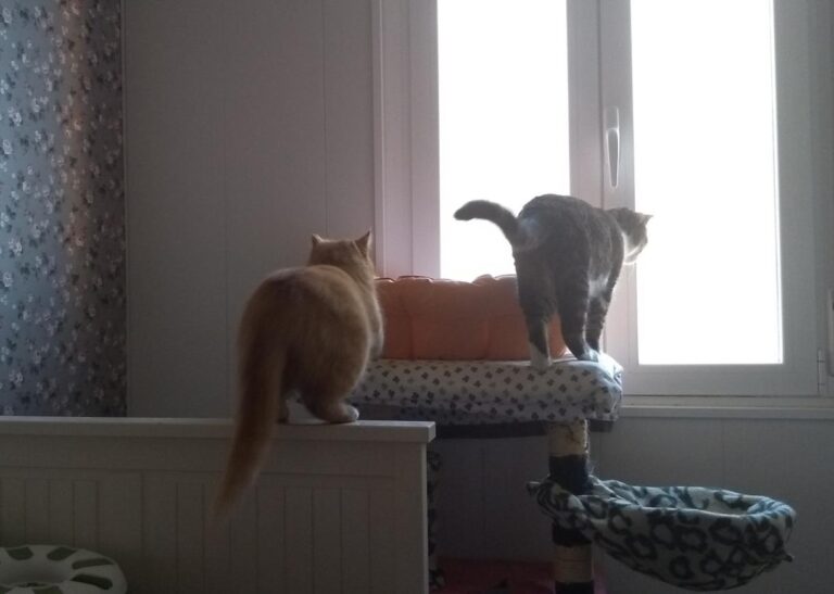 multimedia-foto46968-613-1