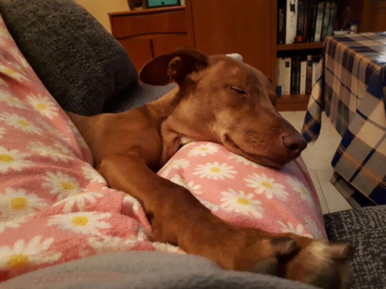 multimedia-foto46997-815-3