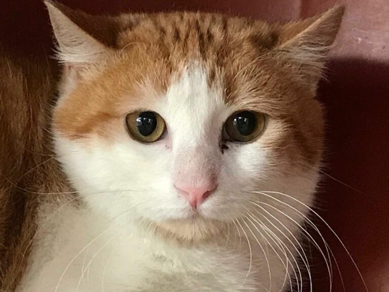 multimedia-foto47053-937-1