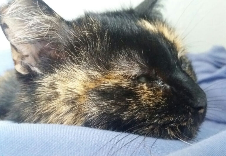 multimedia-foto47232-812-5