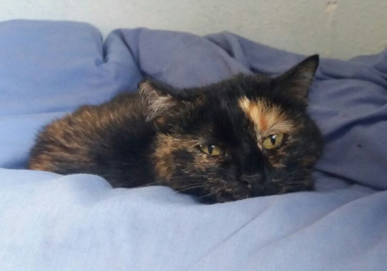 multimedia-foto47233-813-5