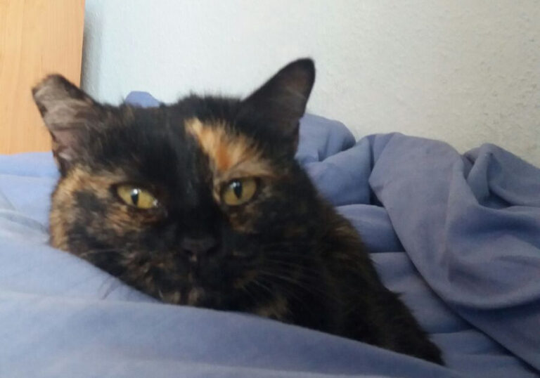 multimedia-foto47234-813-5