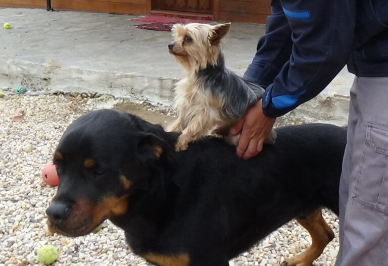 multimedia-foto47346-732-1