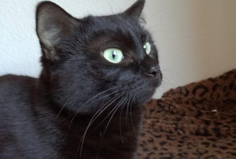 multimedia-foto47390-244-1