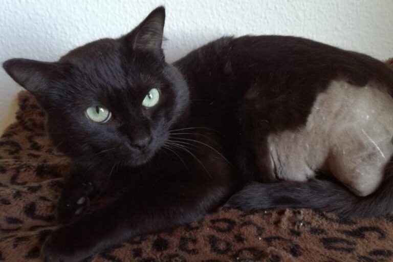 multimedia-foto47391-244-1