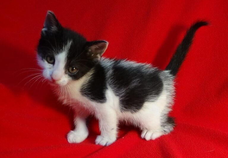 multimedia-foto47424-276-1