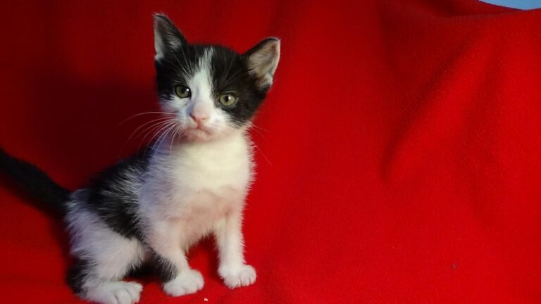 multimedia-foto47426-276-1