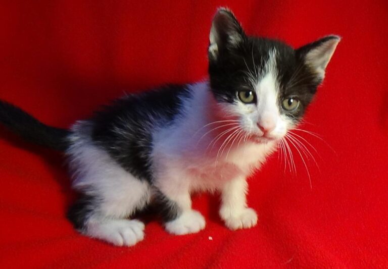 multimedia-foto47427-276-1