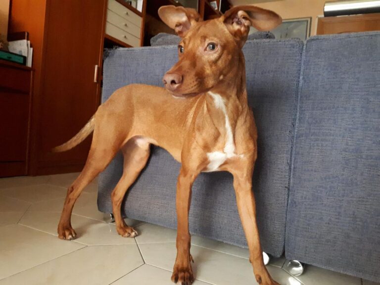 multimedia-foto47434-41-3