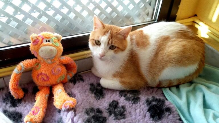 multimedia-foto47569-381-1