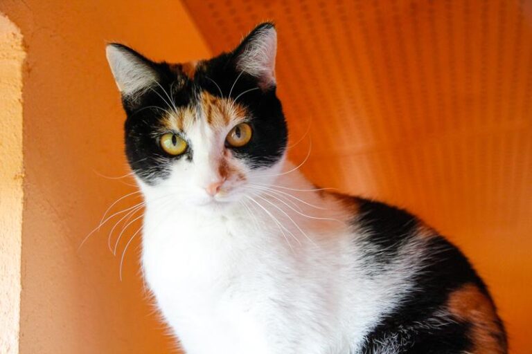 multimedia-foto47576-279-3