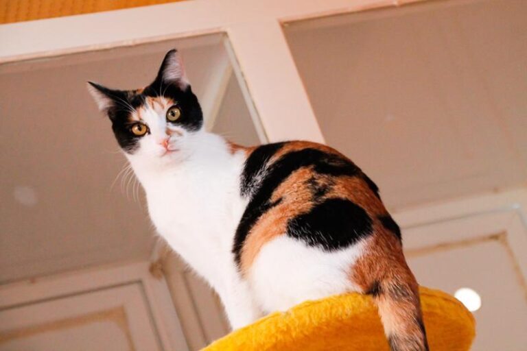 multimedia-foto47577-279-3