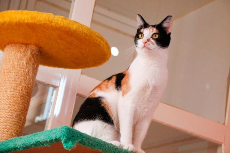 multimedia-foto47578-279-3