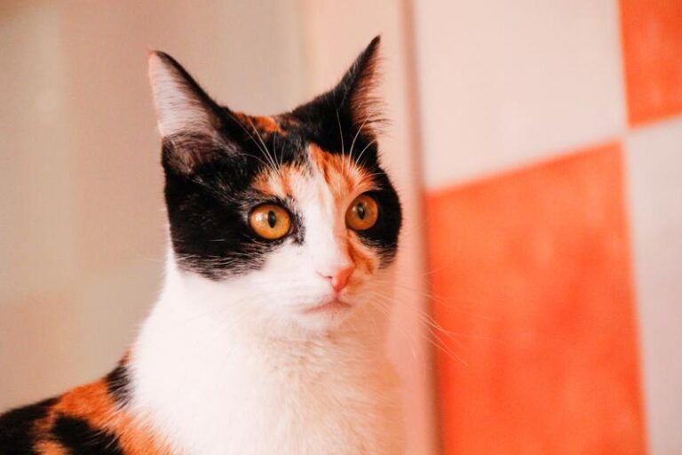 multimedia-foto47579-279-3