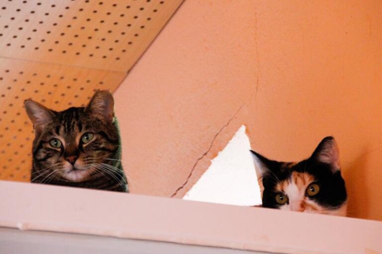 multimedia-foto47580-280-3