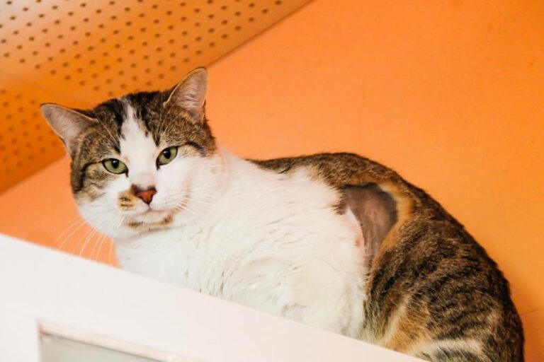 multimedia-foto47582-436-1