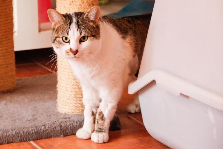 multimedia-foto47584-437-1