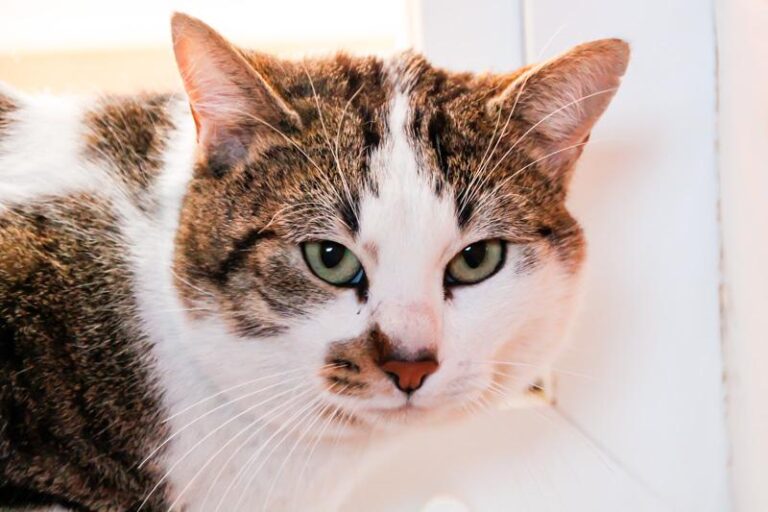 multimedia-foto47585-437-1