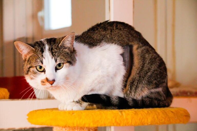 multimedia-foto47586-460-1