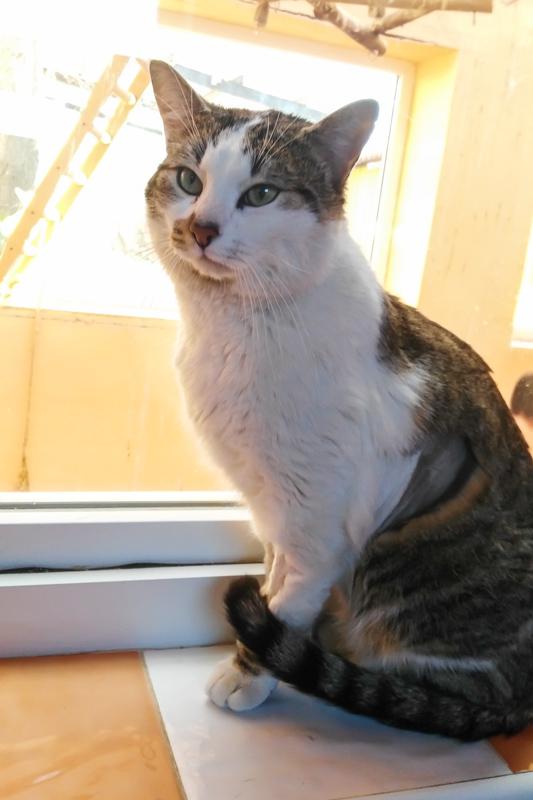 multimedia-foto47587-460-1