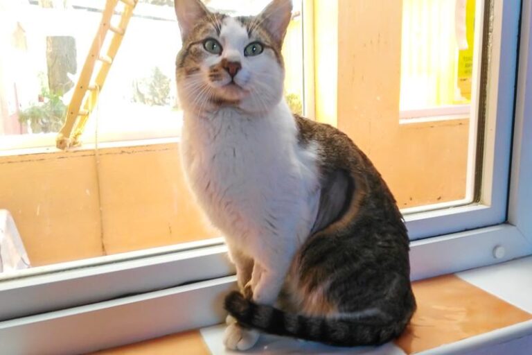 multimedia-foto47588-460-1